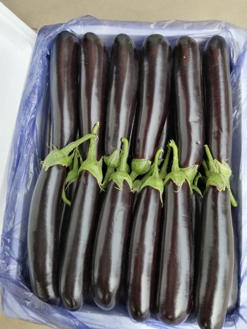 山东鄄城县布莱迪长茄烧烤茄大量上市，品质好，价格低