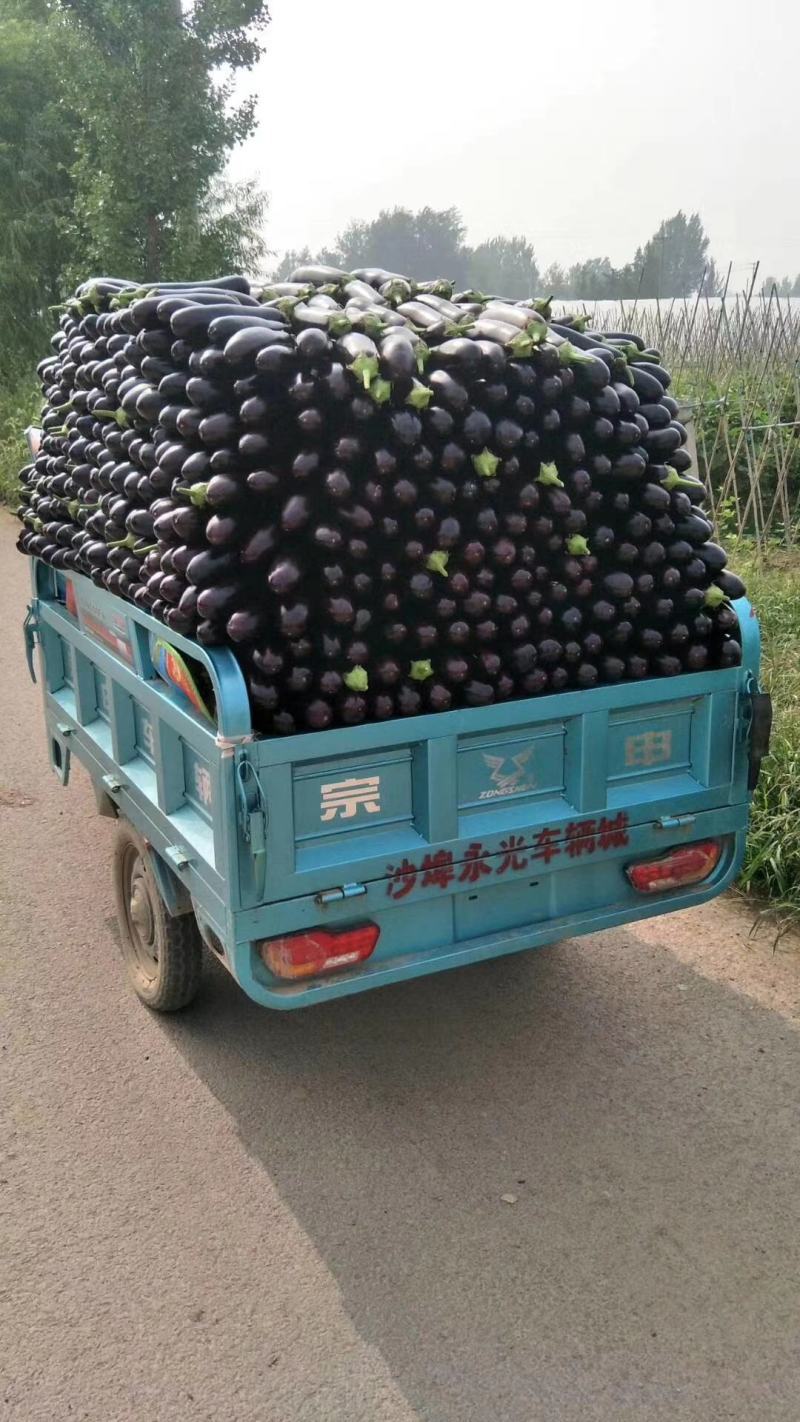 山东鄄城县布莱迪长茄烧烤茄大量上市，品质好，价格低