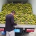 陕西鲜食向日葵花盘上市了，颗粒饱满，现摘现发，产地直发。