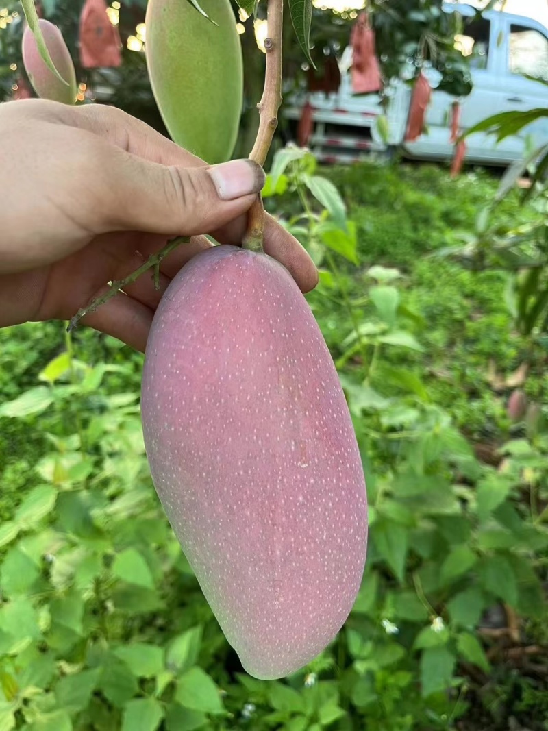 贵妃芒果台农桂七香芒苹果芒金煌芒各种水果新鲜香甜好吃可口