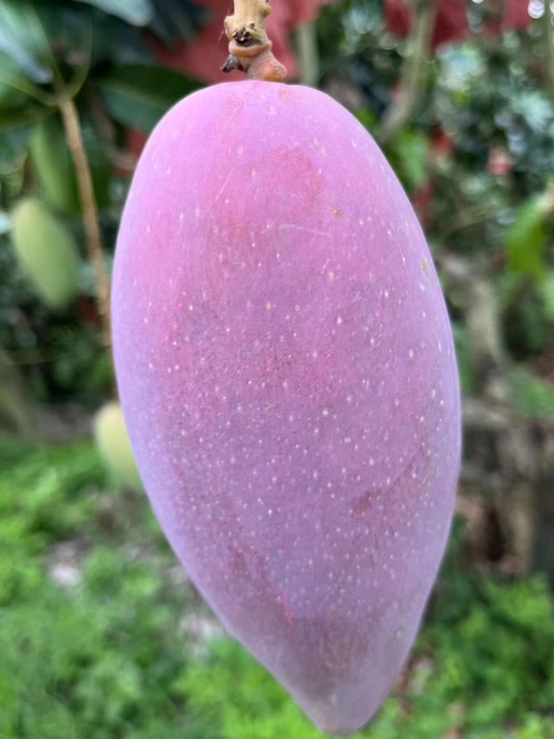 贵妃芒果台农桂七香芒苹果芒金煌芒各种水果新鲜香甜好吃可口