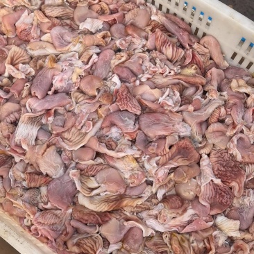 鱼肚鱼泡