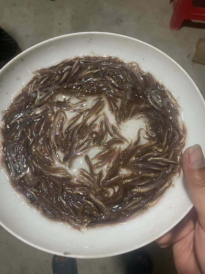 杂交台湾泥鳅苗回收免费规划和传授养殖技术高密度高利润
