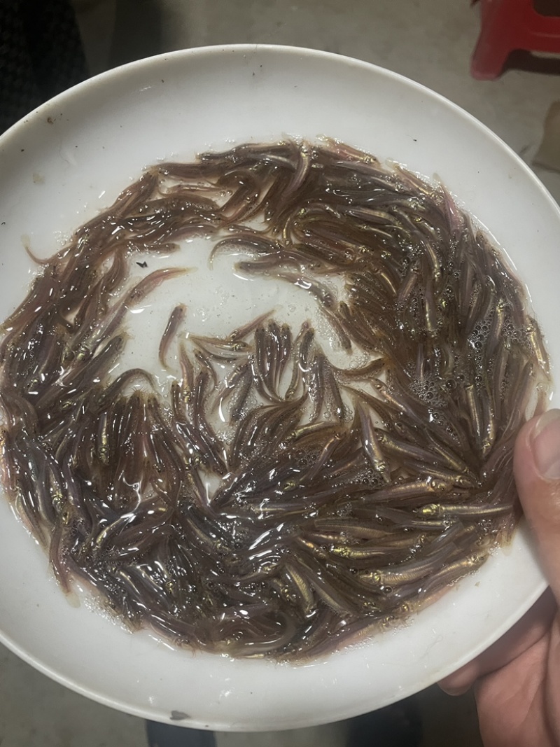 杂交台湾泥鳅苗回收免费规划和传授养殖技术高密度高利润