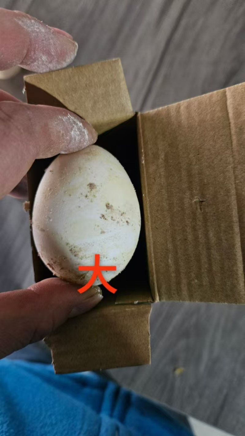 糖心皮蛋黄心皮蛋松花皮蛋鸡变蛋糠壳松花皮蛋鸡蛋松花皮蛋