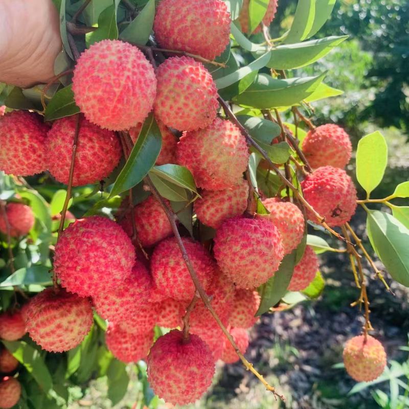 糯米糍荔枝，自家果园产量2万斤，口感好，糖度高，一口爆汁