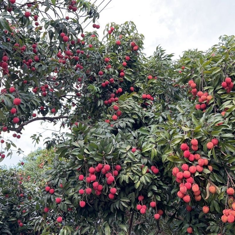 糯米糍荔枝，自家果园产量2万斤，口感好，糖度高，一口爆汁
