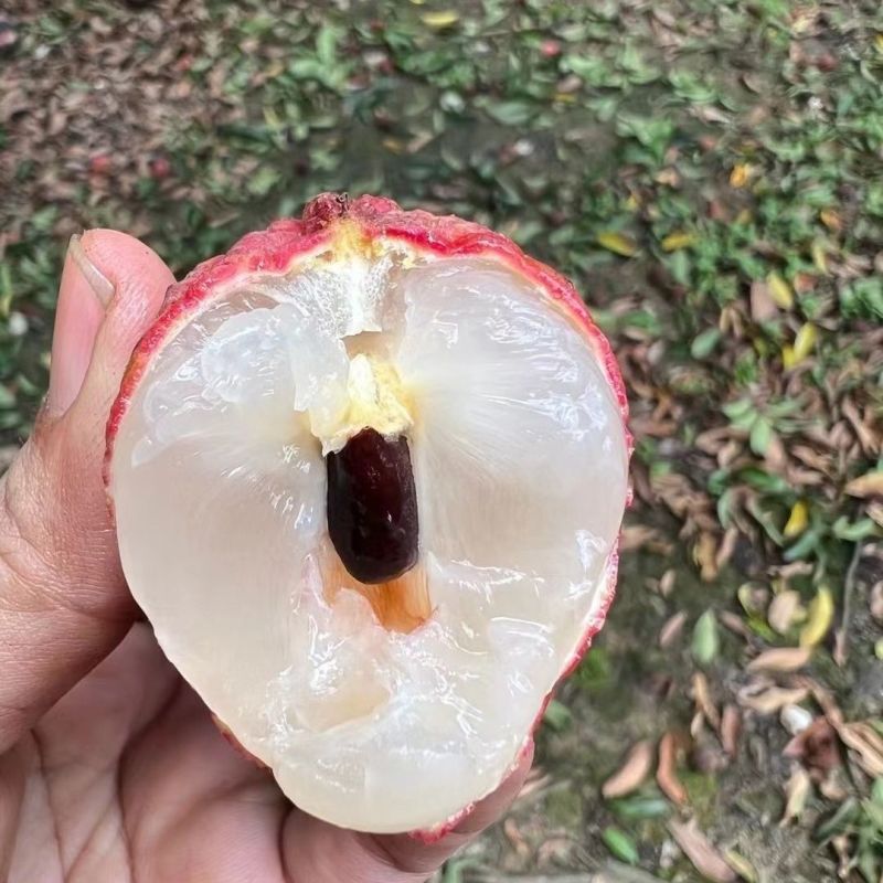 糯米糍荔枝，自家果园产量2万斤，口感好，糖度高，一口爆汁