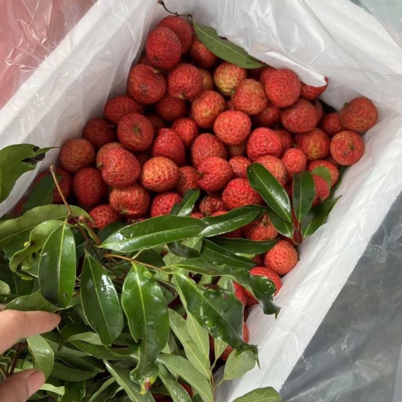 糯米糍荔枝，自家果园产量2万斤，口感好，糖度高，一口爆汁