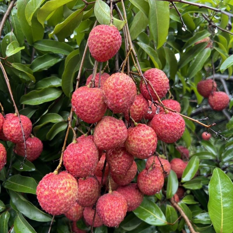 糯米糍荔枝，自家果园产量2万斤，口感好，糖度高，一口爆汁