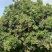 糯米糍荔枝，自家果园产量2万斤，口感好，糖度高，一口爆汁