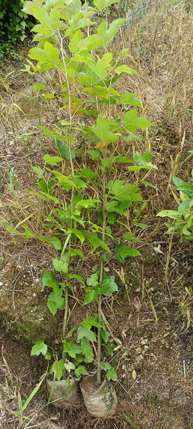 枫香杯苗，袋苗，造林苗，绿化苗
