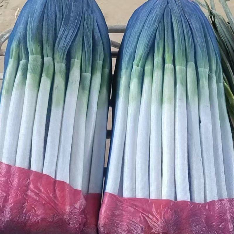 精品铁杆大葱净葱毛葱，一手货源，品质保证，可视频看货