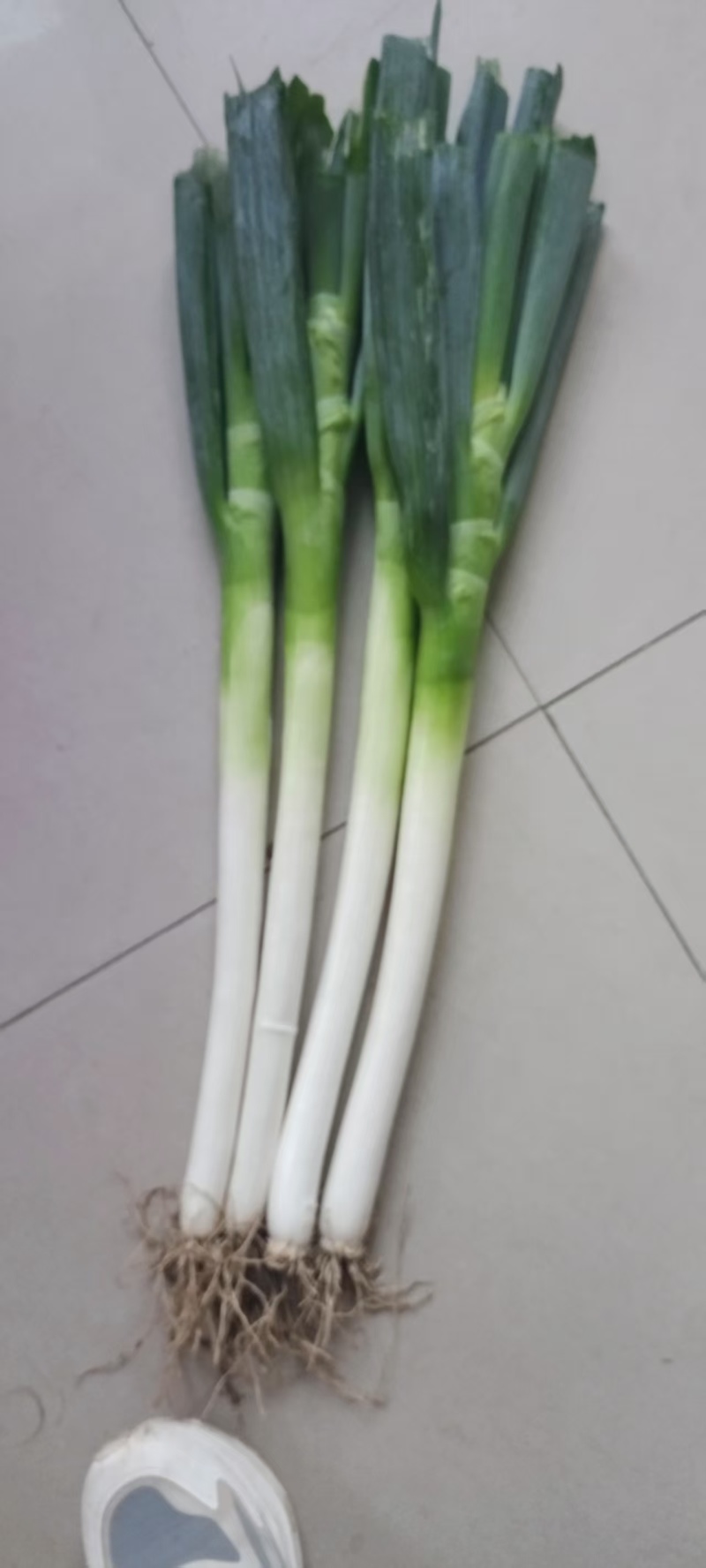 精品铁杆大葱净葱毛葱，一手货源，品质保证，可视频看货