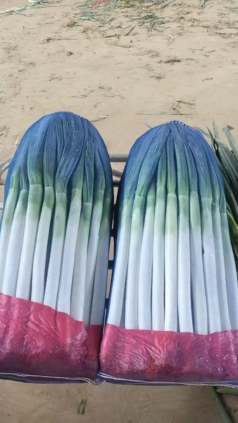 精品铁杆大葱净葱毛葱，一手货源，品质保证，可视频看货
