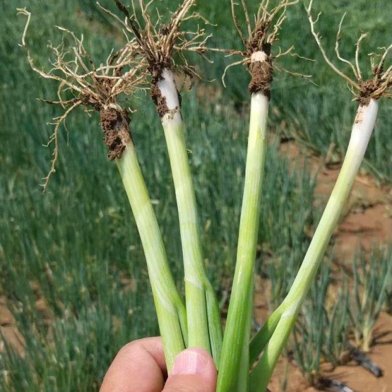 山东葱苗，品种齐全，全国供货，诚信经营，量大从优，欢迎选购