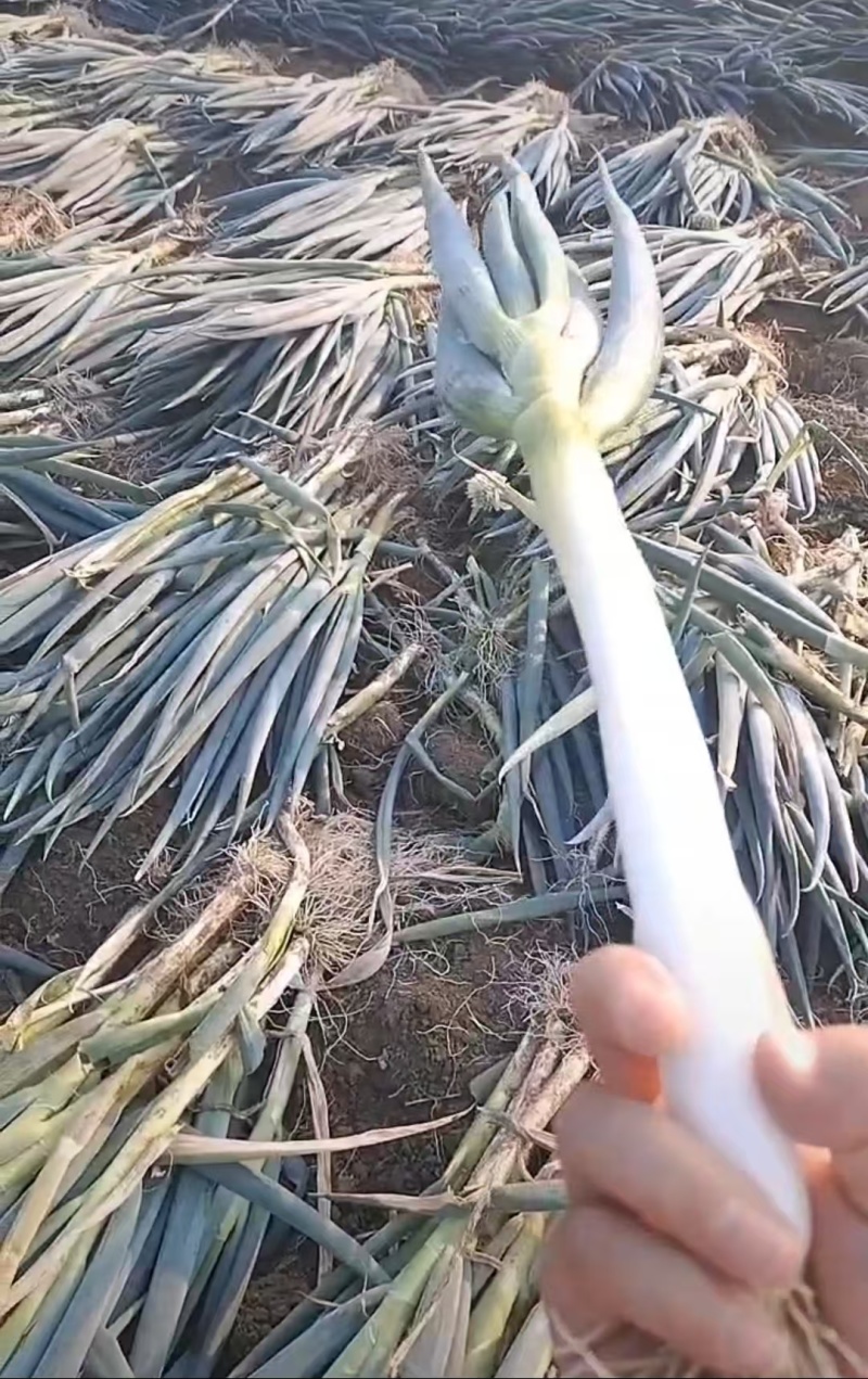 精品铁杆大葱净葱毛葱，一手货源，品质保证，可视频看货