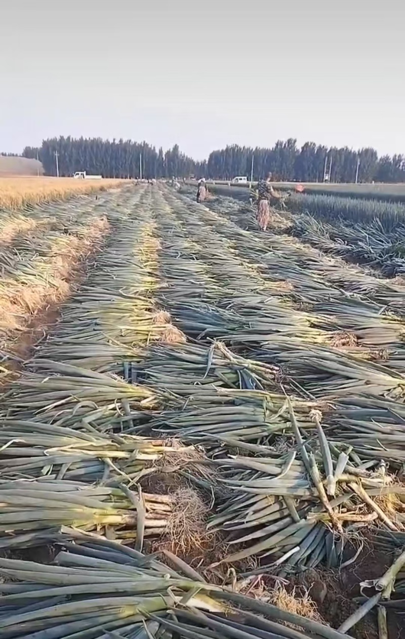 精品铁杆大葱净葱毛葱，一手货源，品质保证，可视频看货