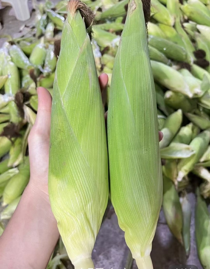 花糯玉米甜玉米水果玉米一手货源