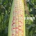 花糯玉米甜玉米水果玉米一手货源