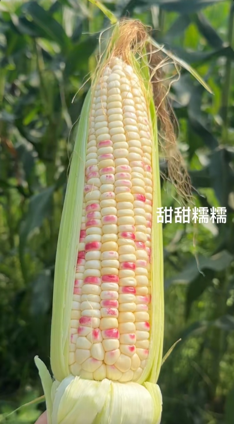花糯玉米甜玉米水果玉米一手货源