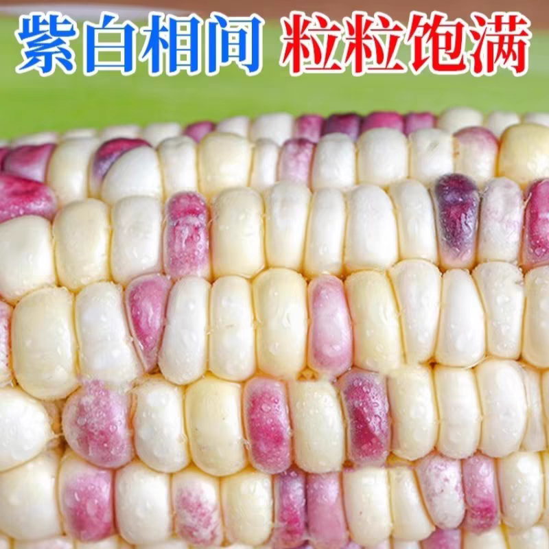 花糯玉米甜玉米水果玉米一手货源