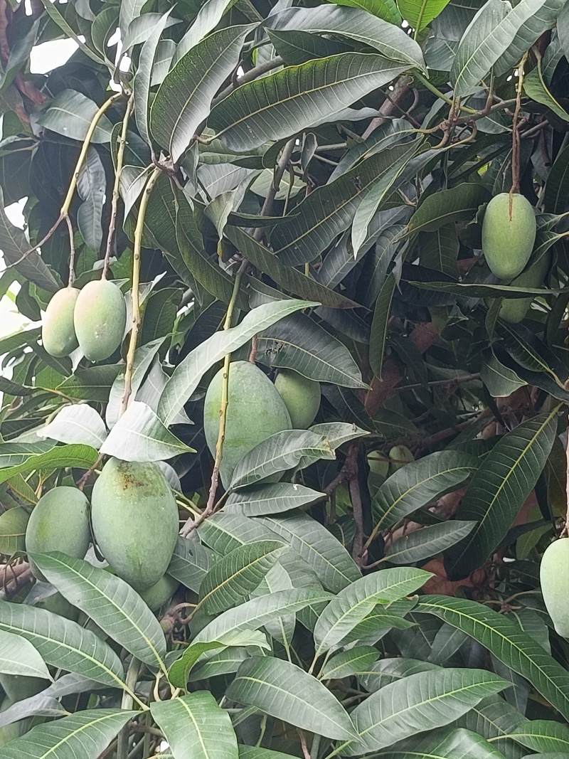 老品种芒果马蹄酥芒果产地直发一手货源价格便宜。
