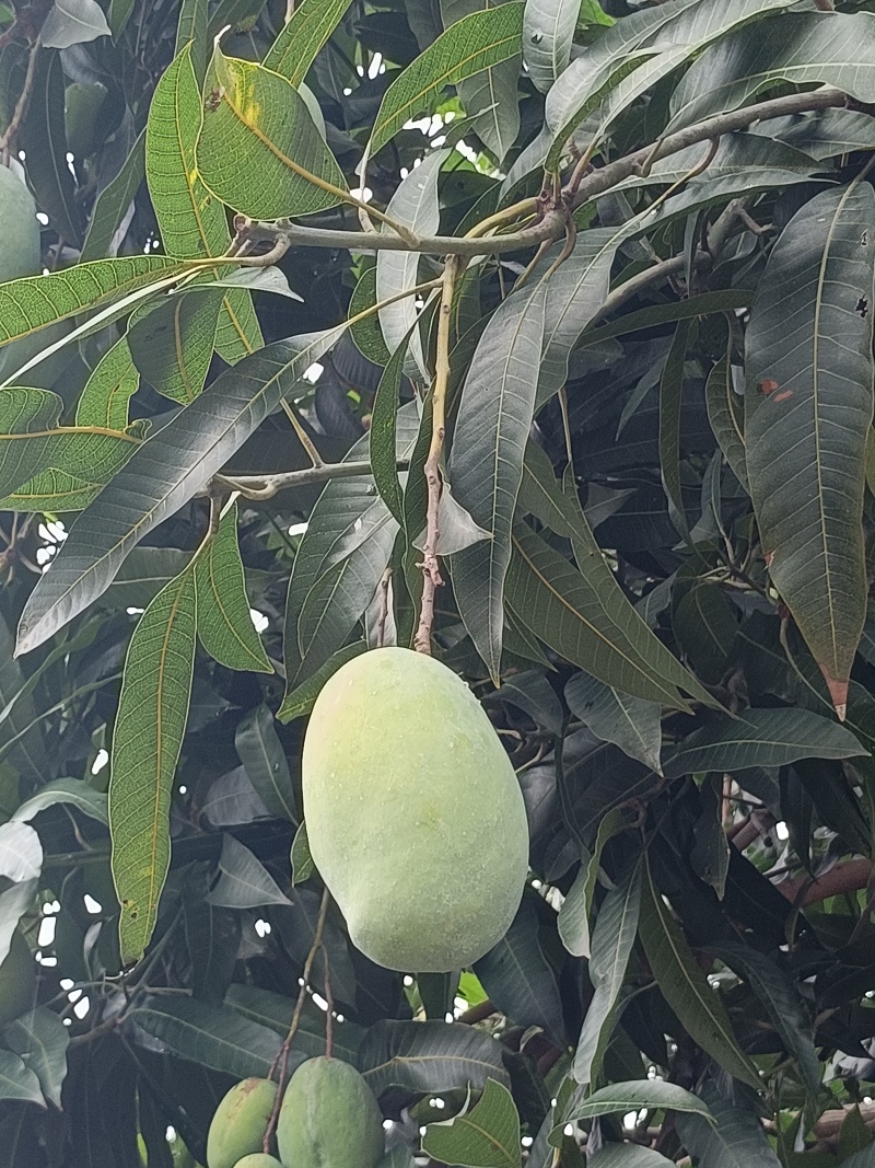 老品种芒果马蹄酥芒果产地直发一手货源价格便宜。