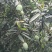 老品种芒果马蹄酥芒果产地直发一手货源价格便宜。