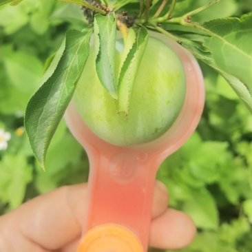 正宗六马蜂糖李