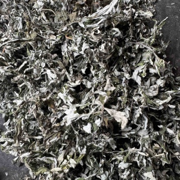 艾叶野生艾蒿产地直供量大从优