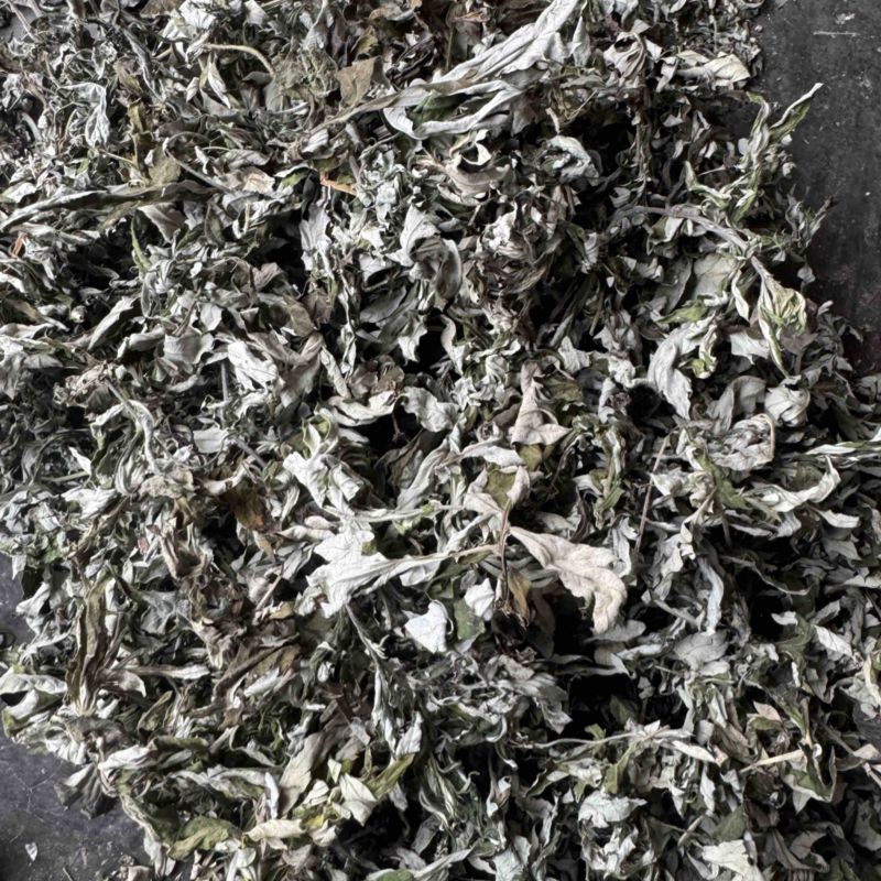 艾叶野生艾蒿产地直供量大从优