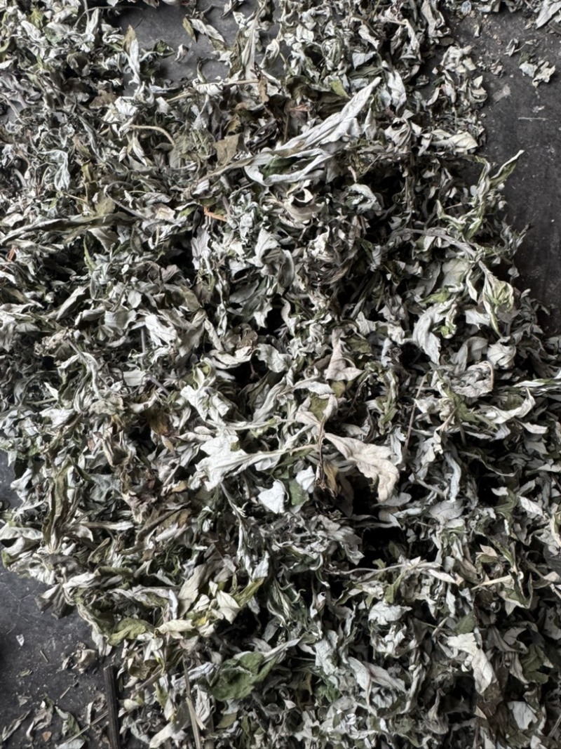 艾叶野生艾蒿产地直供量大从优