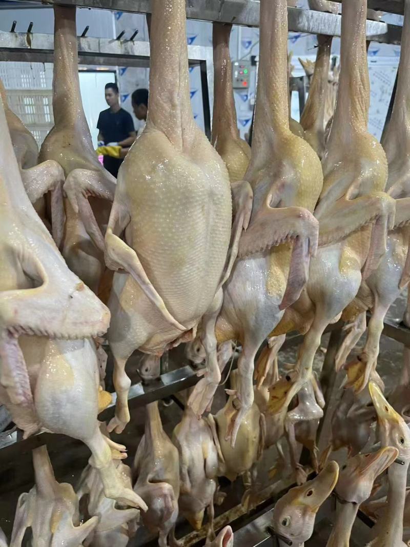 鲜品木鸭，量大稳定，长期合作可以协商价格。