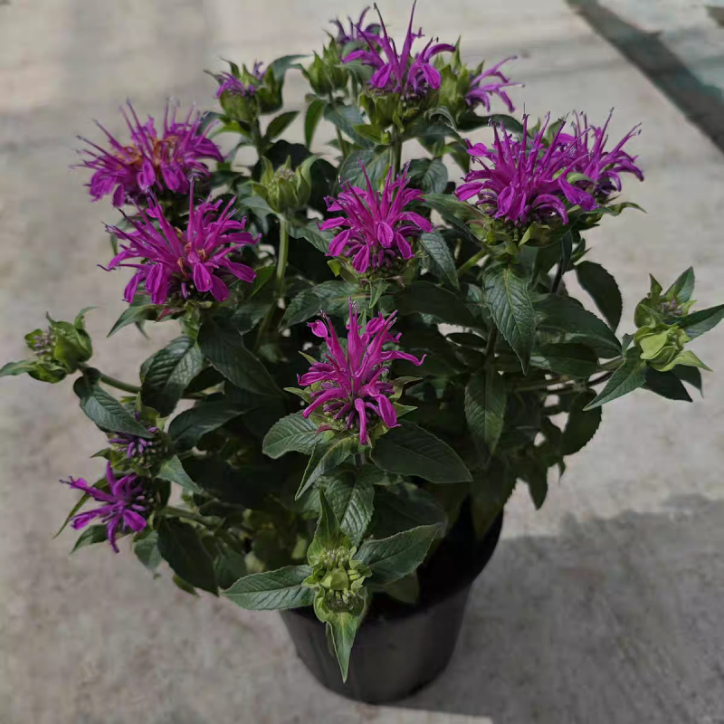 美国薄荷盆栽可食用香草植物室内阳台驱蚊绿植新鲜薄荷苗包邮