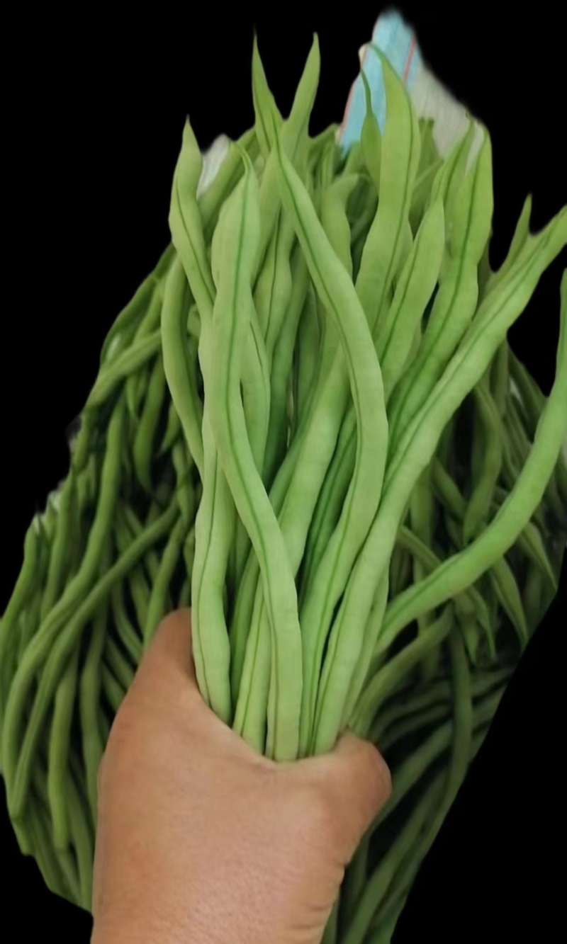 【四季豆】架豆王豆角基地直发供应全国市场电商商超