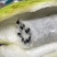 八月瓜