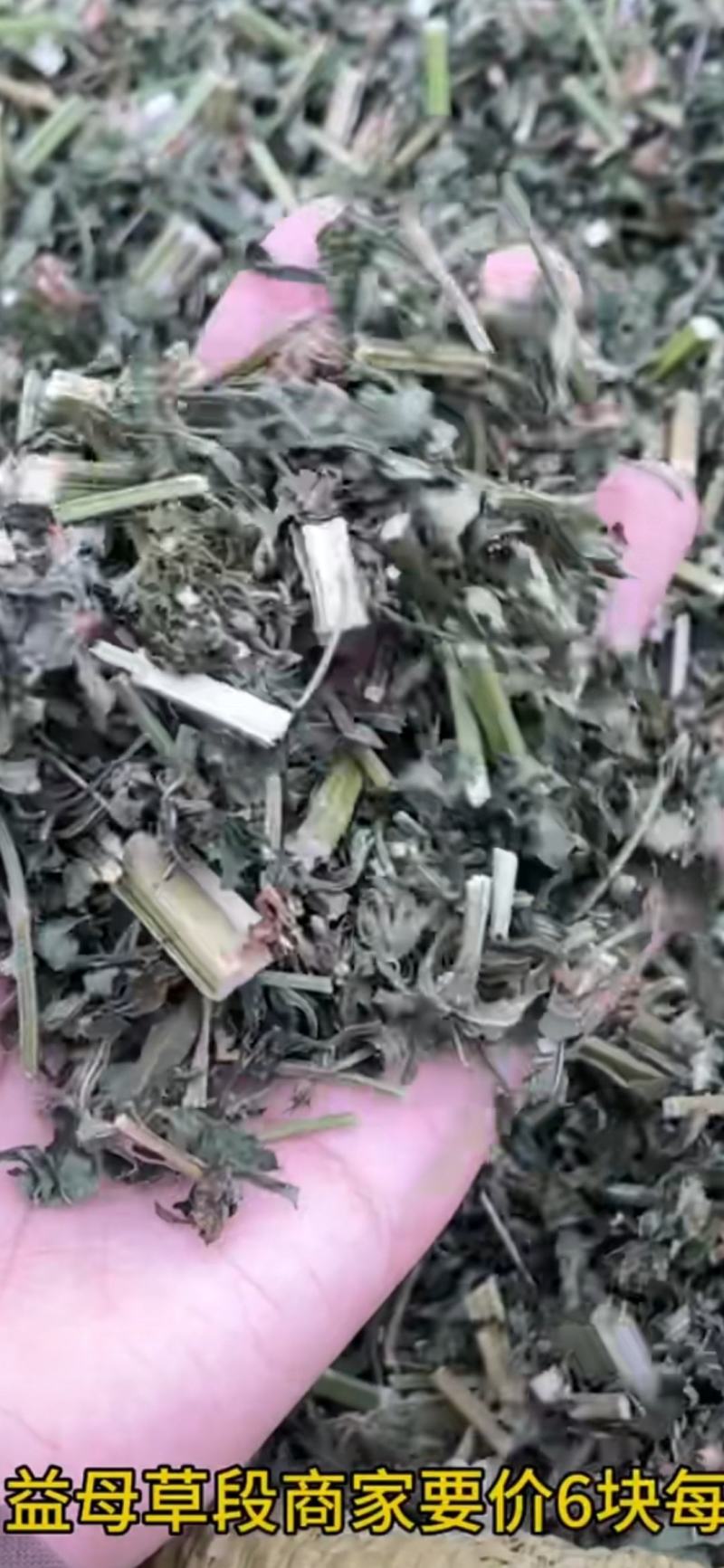 【黑龙江益母草】随行就市支持视频看货，可发往全国市场！