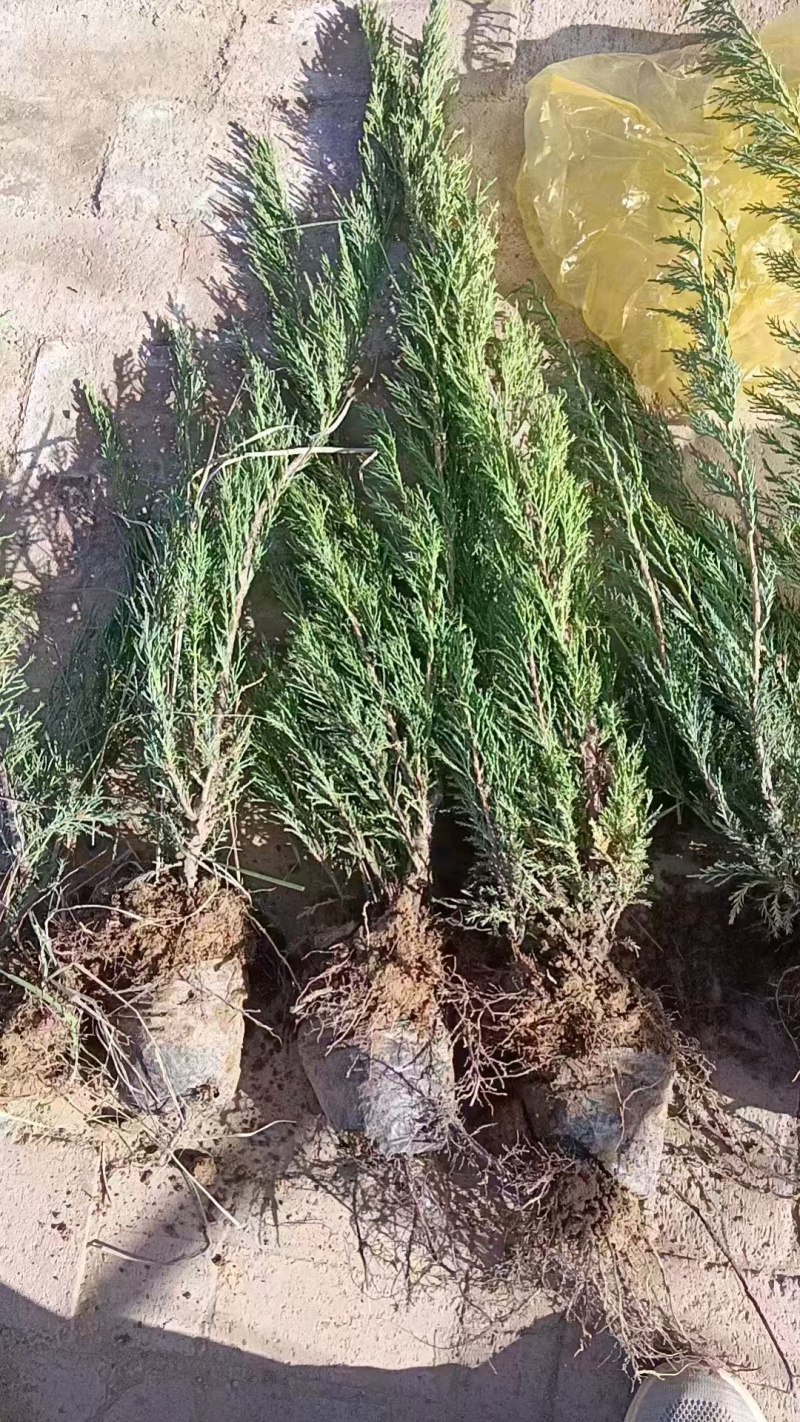 沙地柏