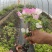 三角梅花苗地栽盆栽花卉观花植物室内阳台庭院爬藤垂丝四季可开花