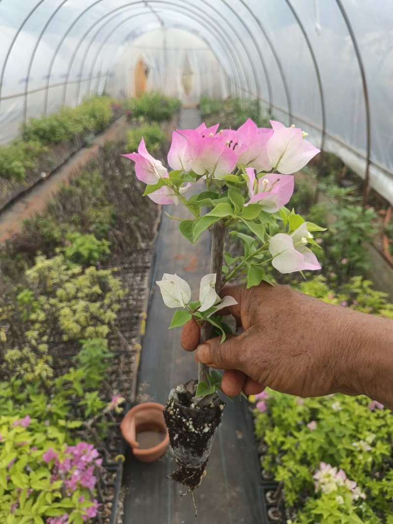 三角梅花苗地栽盆栽花卉观花植物室内阳台庭院爬藤垂丝四季可开花
