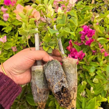 三角梅花苗地栽盆栽花卉观花植物室内阳台庭院爬藤垂丝四季可开花