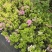 三角梅花苗地栽盆栽花卉观花植物室内阳台庭院爬藤垂丝四季可开花