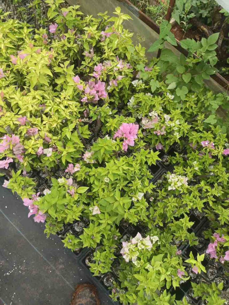 三角梅花苗地栽盆栽花卉观花植物室内阳台庭院爬藤垂丝四季可开花