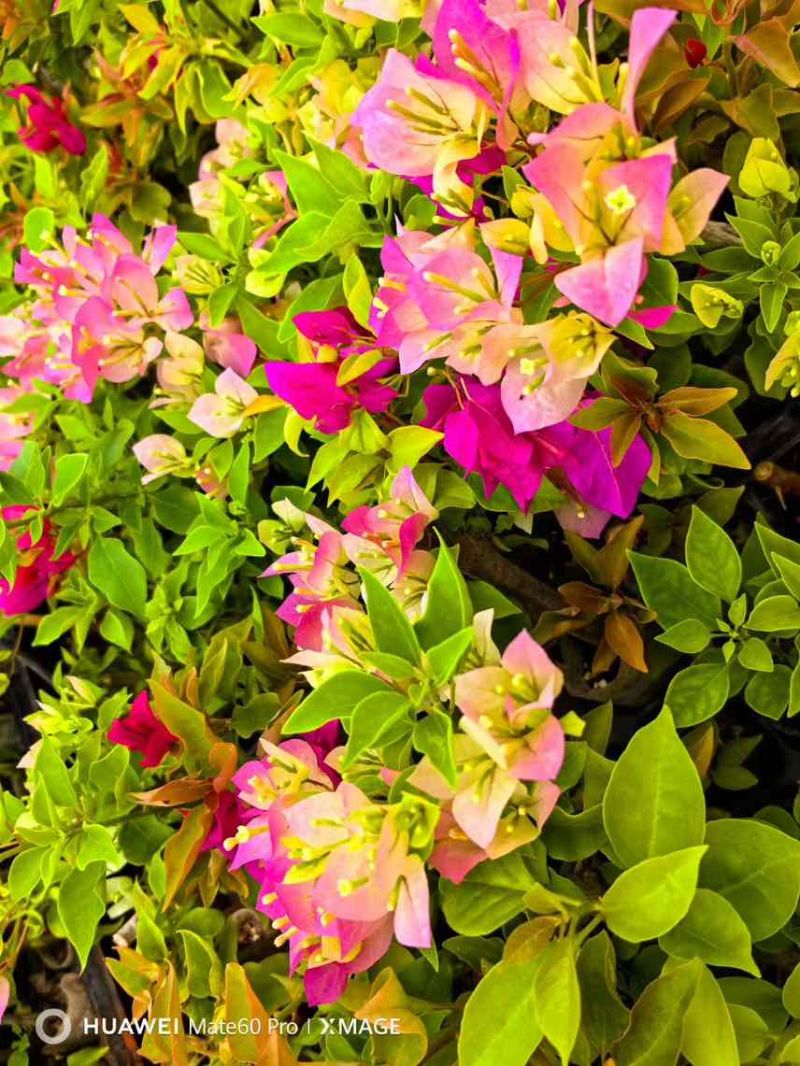 三角梅花苗地栽盆栽花卉观花植物室内阳台庭院爬藤垂丝四季可开花