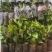三角梅花苗地栽盆栽花卉观花植物室内阳台庭院爬藤垂丝四季可开花