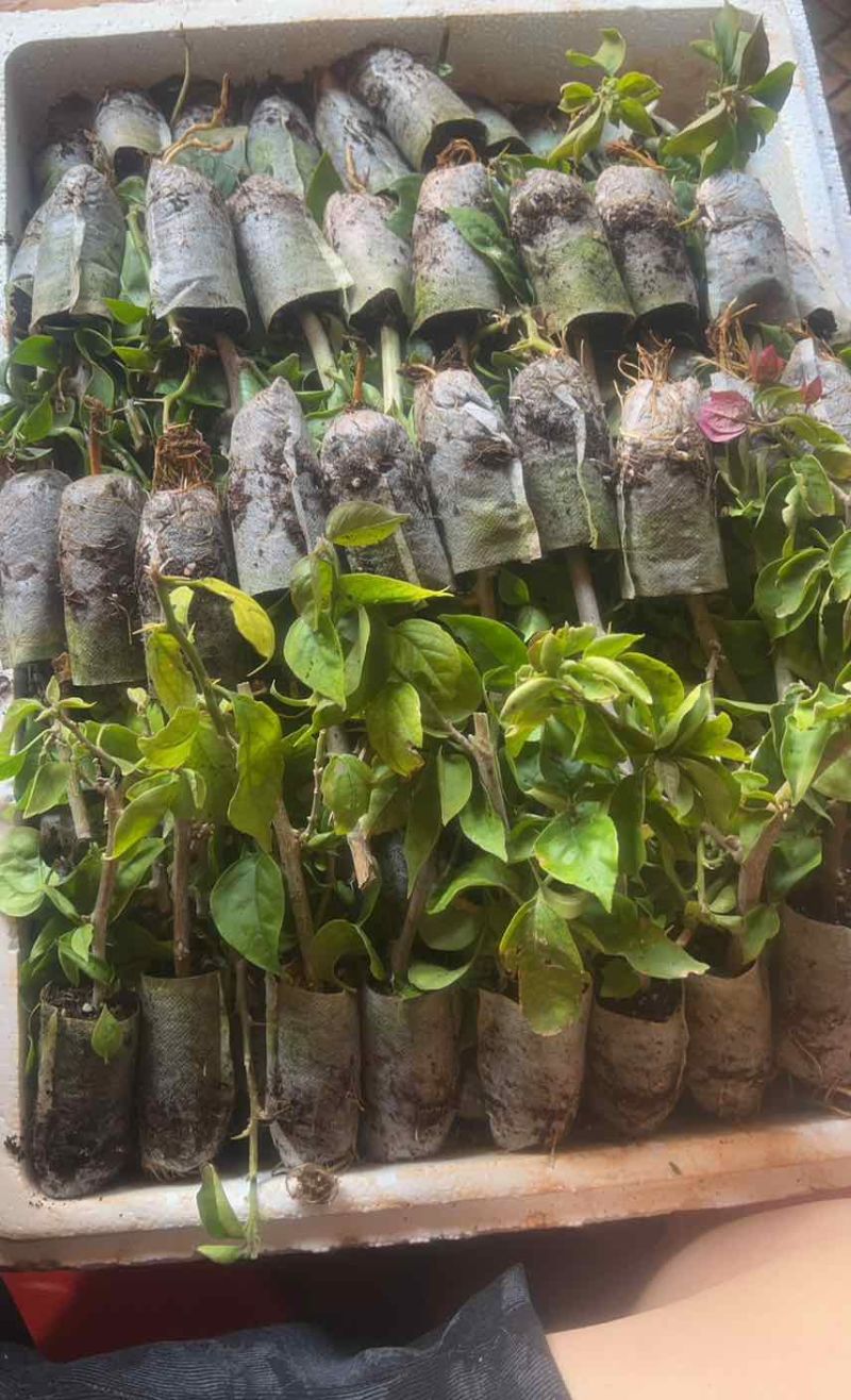三角梅花苗地栽盆栽花卉观花植物室内阳台庭院爬藤垂丝四季可开花