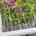 三角梅花苗地栽盆栽花卉观花植物室内阳台庭院爬藤垂丝四季可开花