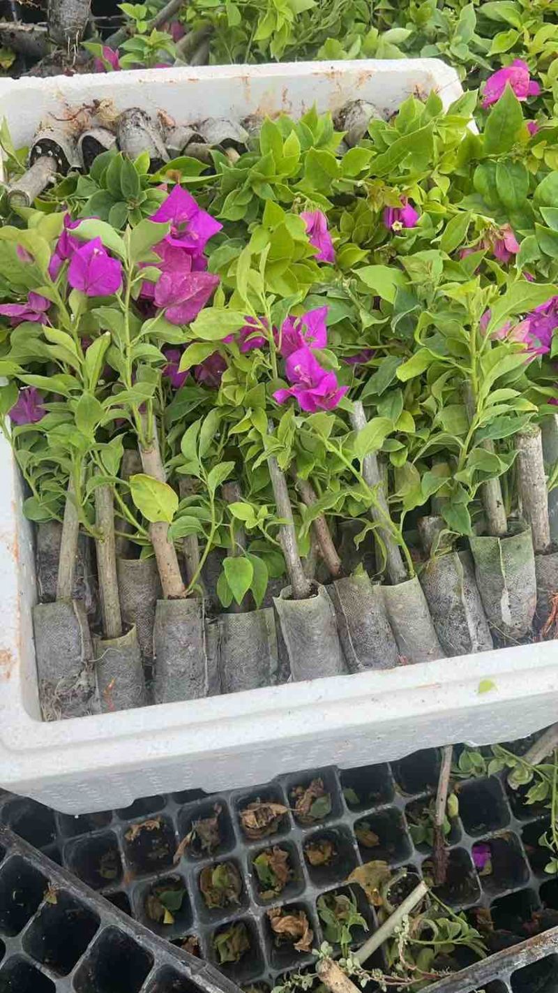 三角梅花苗地栽盆栽花卉观花植物室内阳台庭院爬藤垂丝四季可开花