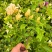 三角梅花苗地栽盆栽花卉观花植物室内阳台庭院爬藤垂丝四季可开花